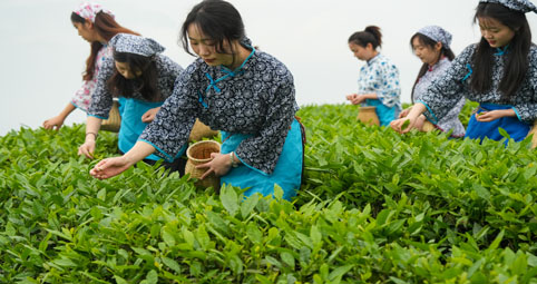 綦江：“綠葉子”撬動“金產業”